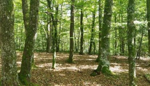 Forêt mixte à Tarnac en Corrèze