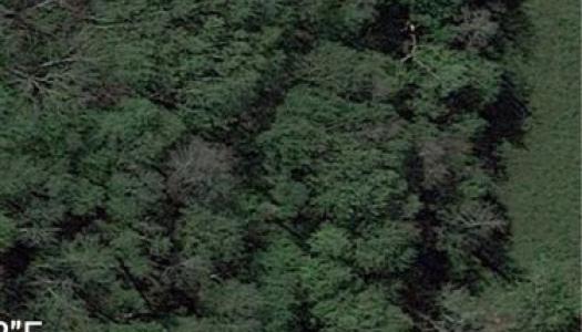 Belle forêt 🌳 7 000m2